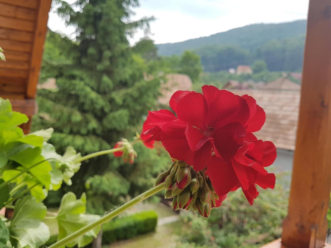 Pensiunea Lőrincz *** Panzió Sovata Exterior foto